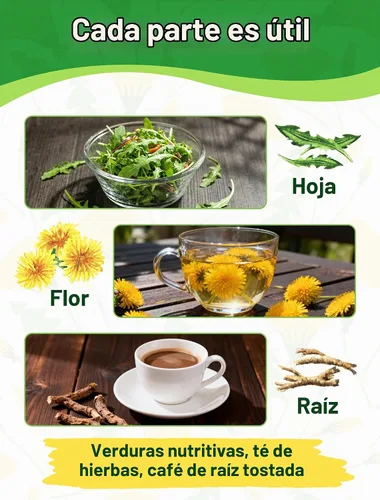 Vista 5 de Semillas de diente de león para plantar: más de 4,000 semillas de hierbas de diente de león (Taraxacum officinale), hojas comestibles, raíces