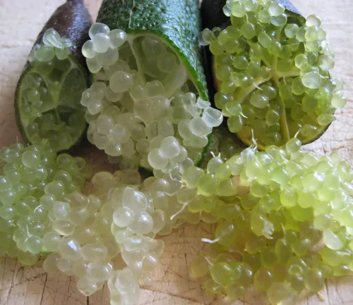 Vista 2 de Finger Limes más bien conocidas como caviar cítrico (0.18 onzas)