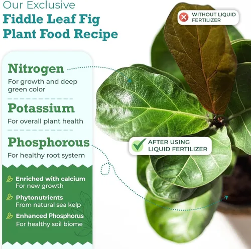 Vista 2 de Fiddle Leaf Fig Plant Food – Fertilizante líquido equilibrado NPK 3-1-2 para hojas más grandes, raíces más fuertes y crecimiento constante