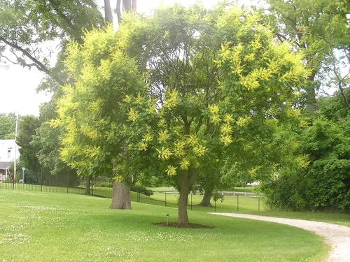 Vista 5 de Koelreuteria Paniculata - Árbol de lluvia dorado - Planta viva en una maceta de 3 galones - Hermoso árbol con flores para el patio y el jardín