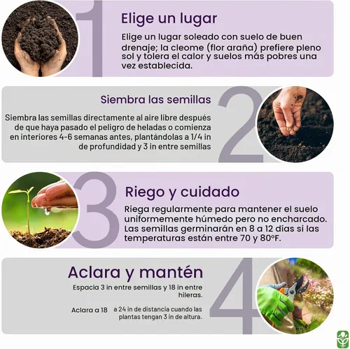 Vista 5 de Cleome mixto - Plantas araña - Flor de néctar para mariposas monarca - Paquete grande - 5000 semillas