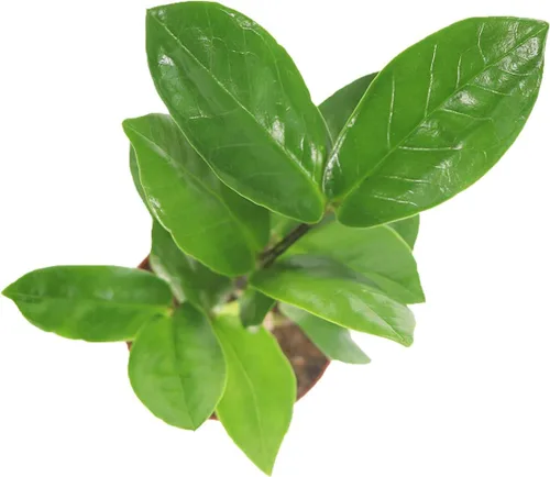 Vista 2 de Planta ZZ - 2" de California Tropicals