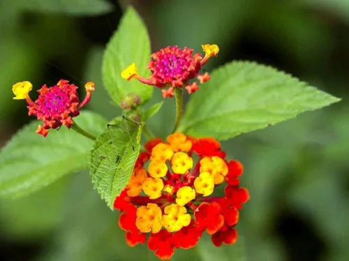 Vista 2 de Lantana Mix 100+ Semillas Plantación de Flores para Exterior