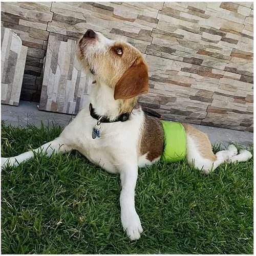 Vista 6 de Petting is Caring Pañales para perros machos, lavables y reutilizables, duraderos, lavables a máquina, solución simple para incontinencia
