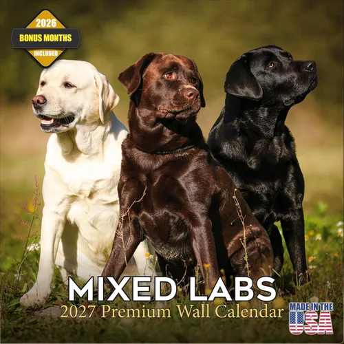 Vista 135 de Calendario de Lebrel Afgano 2025 2026, calendario mensual de pared de raza canina, 12" x 18" abierto, papel grueso sin traspaso, ideal para regalo
