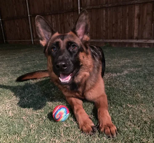 Vista 5 de PetSport Pelota de tenis chirriante para perros Paquete de 3 pelotas pequeñas (1.8 pulgadas) seguras para mascotas y bolas de goma extra gruesas