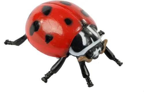 Vista 3 de Insect Lore estados del ciclo de la vida de mariquita