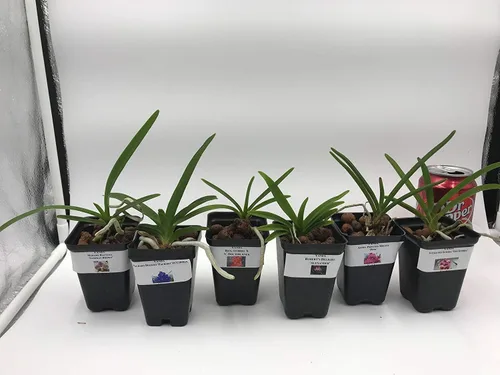 Vista 2 de 4 plantas de orquídeas vivas para elegir (Cattleya, Oncidium, Vanda, Dendrobium, Phalaenopsis) (Vandas + paquete de calor)