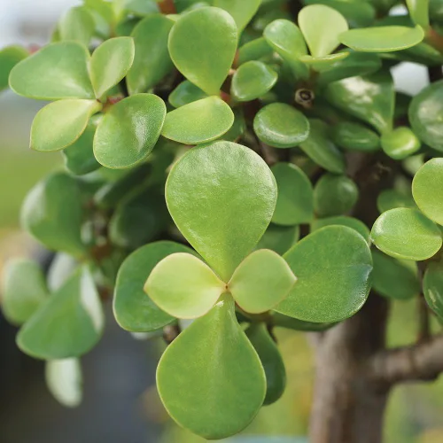 Vista 4 de Brussel's Bonsai Árbol bonsái de jade enano vivo, para interiores, pequeño, 3 años de edad, 5 a 8 pulgadas de alto, maceta decorativa de cerámica