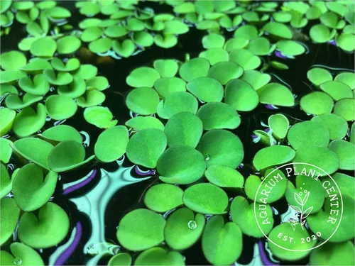 Vista 2 de Musgo de agua asiático, Salvinia cucullata, acuario vivo/acuático/de agua dulce/planta flotante/estanque, tanque plantado, paisaje acuático por