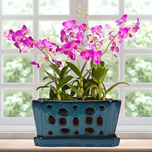 Vista 9 de Teenyyou 9.5" Orchid Pot Ceramic with Hole Saucer for Repotting, White Blanco