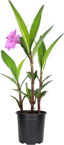 Vista 10 de Rosa petunia mexicana 1 planta de tamaño de galón comercial grande Ruellia Brittoniana Polinizador de paisaje con flores rosadas Cubierta