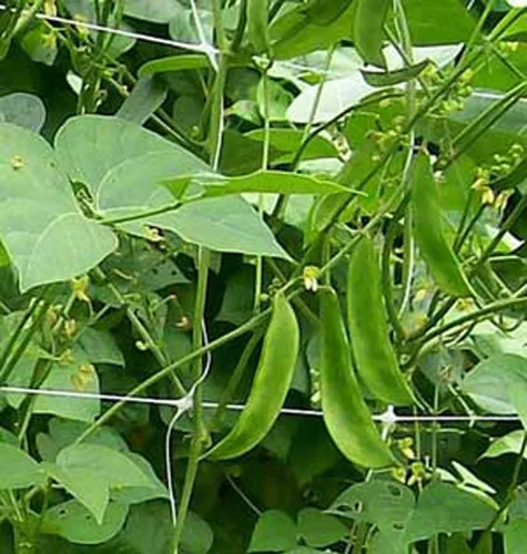 Vista 3 de 100 Count Lima Bean- Fordhook, "Cool Beans n SPROUTS