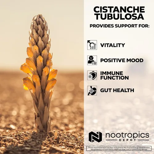 Vista 4 de Nootropics Depot Tabletas de Cistanche tubulosa 200 mg 60 unidades Mínimo 50% equinacosido + 10% acetósido (verbascósido) Promueve la fuerza