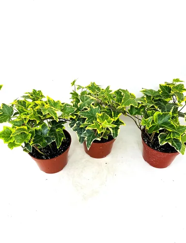 Vista 3 de JM BAMBOO Gold Child English Ivy - Paquete de 3 macetas de 3 pulgadas, planta de interior cubierta vegetal