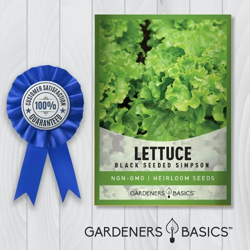 Vista 5 de Gardeners Basics, Semillas de lechuga Green Leaf para plantar – (variedad Simpson de semillas negras), variedad de lechuga sin OMG, 0.07 oz