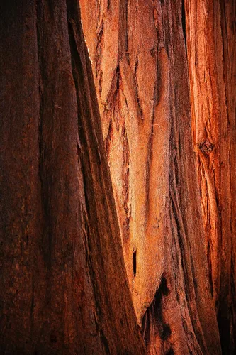 Vista 7 de Plantón pequeño de secoya gigante (sequoiadendron giganteum)