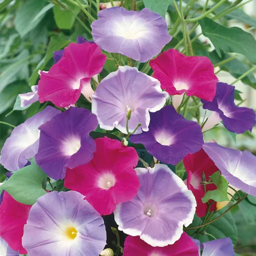 Vista 21 de Eden Brothers Morning Glory Seeds - Picotee azul, semillas sin OMG para plantar, 1 onza Semillas de flores de bajo mantenimiento, plantas durante