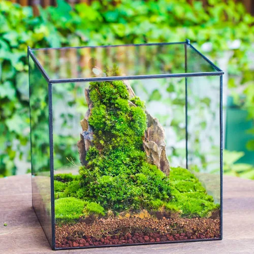 Vista 3 de NCYP Terrario de cristal cerrado con tapa, 10 x 10 x 10 pulgadas, maceta cuadrada negra de vidrio para suculentas, paisaje de mesa para el hogar