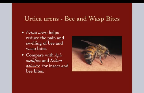 Vista 5 de Urtica Urens Crema 1 Pack