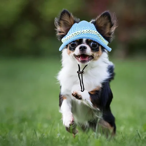 Vista 5 de Sombrero para perros extra pequeños para llevar cachorros con agujeros para las orejas y correa para la barbilla, sombrero de visera para perro Azul