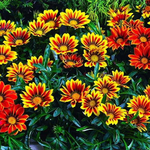 Vista 5 de Mezcla de semillas de Gazania multicolor llamativa, más de 100 semillas para plantar