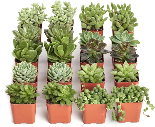 Vista 10 de Compre la suculenta y verde colección de suculentas., paquete de de 4