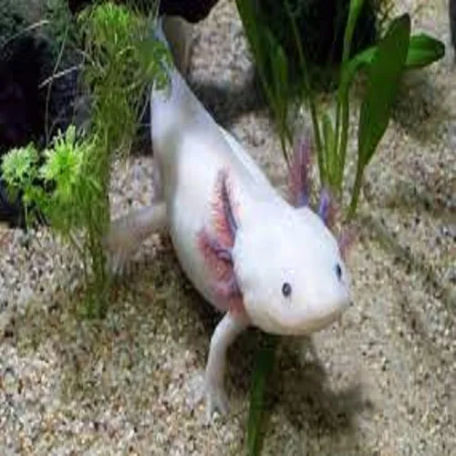 Vista 6 de Axolotl Food, pellets suaves y húmedos de 3/16 pulgadas, pellets de salmón de Rangen para ajolote de tamaño mediano. También camarones, caracoles