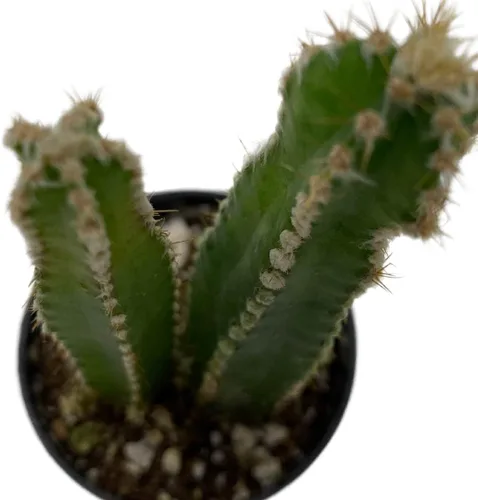 Vista 5 de BubbleBlooms Acanthocereus tetragonus Fairy Castle Cactus, en una maceta de 2 pulgadas