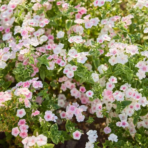 Vista 9 de Eden Brothers Semillas anuales Phlox - Beauty Blue
