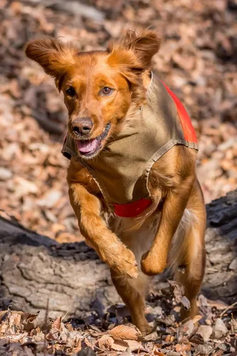 Vista 7 de CUGA Chaleco Serious Protection for The Active Dog (MED, Naranja/Coyote)