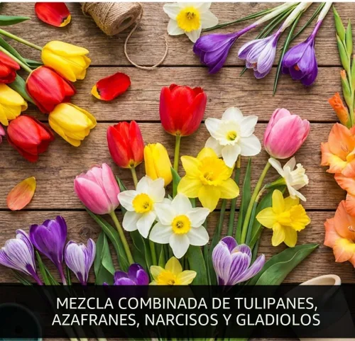 Vista 2 de Jardín completo de flores de primavera 50 bombillas frescas Florece durante toda la primavera y el verano Bombilla de flores fácil