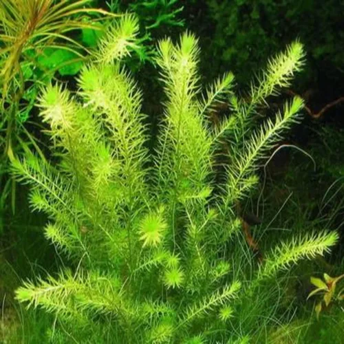 Vista 3 de Mainam Mayaca Fluviatilis - Paquete de plantas de acuario vivas para decoración de pecera de agua dulce Plantas acuáticas 3 días garantizados