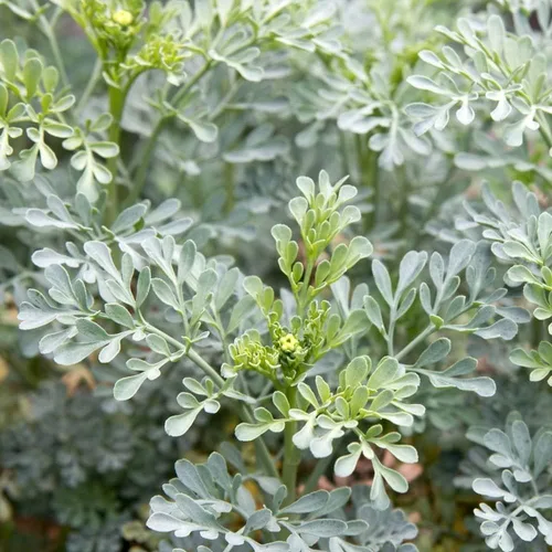 Vista 2 de Rue 50 Seeds (Ruta Graveolens) Herb of Grace - Sin OMG - Polinizado abierto - Fabricado en Estados Unidos