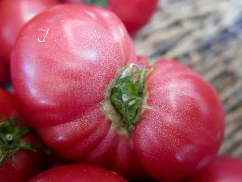 Vista 4 de Semillas de tomate rosa Bogema para plantar aproximadamente 30 semillas para plantar sin OMG