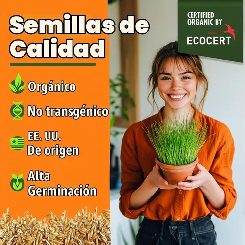 Vista 7 de HOME GROWN Mezcla orgánica de semillas de hierba de gato (avena y cebada) – 4 oz – Maceta de interior fácil