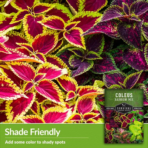 Vista 4 de Rainbow Mix Coleus Semillas para plantar, jardín de sombra anual, 1 paquete Indoor & Outdoor Plant with Colorful Foliage for Containers