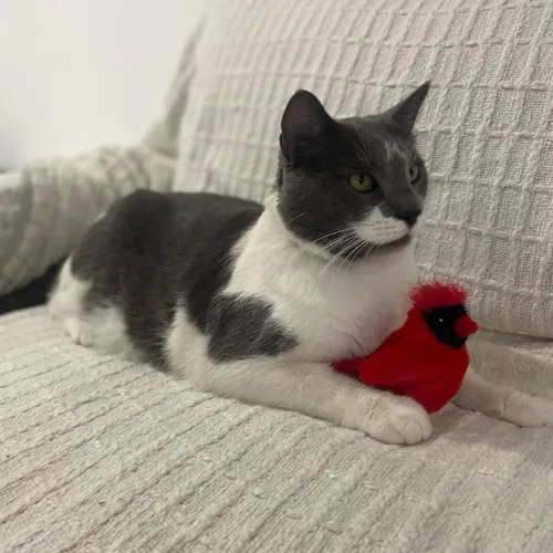 Vista 9 de SPOT Song Birds - Juguete para gatos con hierba gatera activada por el tacto, imita canciones reales de pájaros, juguete que funciona