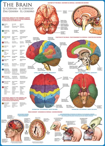 Vista 2 de EuroGraphics, El cerebro, rompecabezas de 1000 piezas