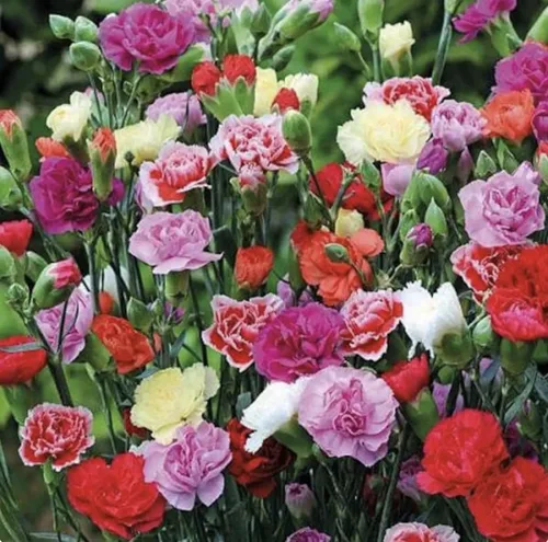 Vista 4 de Carnation Chabaud Mix Seeds - 275 Semillas - Periodo de floración de 8 semanas - Todas las zonas