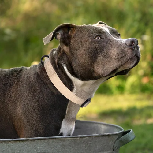 Vista 2 de Mile High Life Collar ajustable de polialgodón suave y fuerte con hebilla de liberación rápida para perros pequeños a grandes