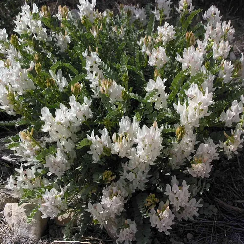 Vista 3 de Semillas de astrágalo (Astragalus membranaceus) Más de 50 semillas de hierbas medicinales chinas raras en cápsulas de semillas congeladas