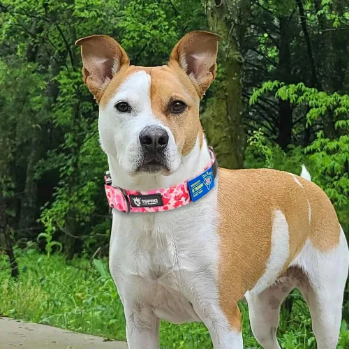 Vista 5 de TSPRO Collares Premium para Perros Collar Táctico para Perro con Parche y Hebilla de Metal de Liberación Rápida de Servicio Pesado Duradero Grueso