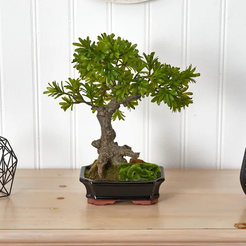 Vista 3 de Nearly Natural Podocarpus con maceta de bonsái musgo