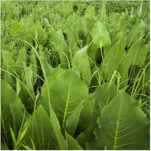 Vista 2 de Everwilde Farms - Semillas de flores silvestres nativas de Prairie Dock de 1 onza - Gold Vault