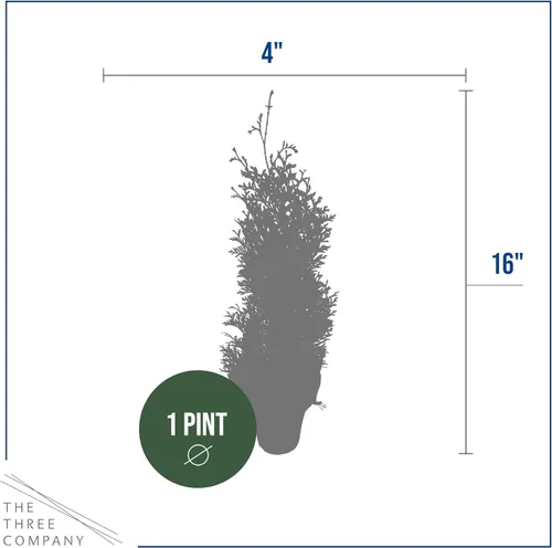 Vista 4 de Árbol Vivo Thuja Jantar - Decoración de Mesa - 16 Pulgadas de Alto por 4 Pulgadas de Ancho en Cubierta Decorativa