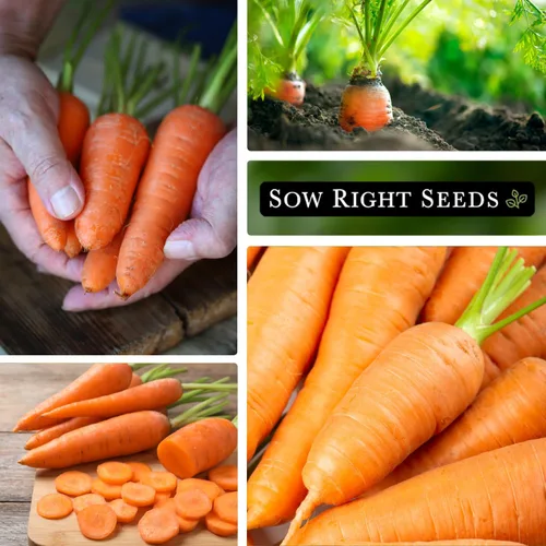 Vista 4 de Sow Right Seeds - Semillas de zanahoria Kuroda para plantar - Paquete de reliquia sin OMG con instrucciones para plantar un huerto casero - Ideal