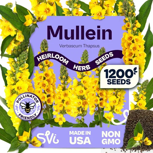 Vista 23 de SVI 2000 semillas de albahaca genovesa (Ocimum basilicum) - Paquetes de semillas de albahaca dulce - Semillas aromáticas de hierbas culinarias