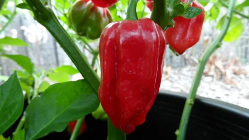 Vista 2 de Aji Chombo Pimiento Picante 10+ Semillas