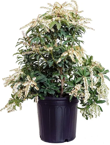 Vista 5 de Pieris jap. 'Cavatine' (Cavatine Dwarf Andromeda) Evergreen, #2 - Contenedor
